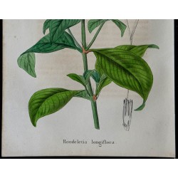 1843 - Rondeletia longue 