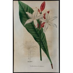 1843 - Erythrochiton 