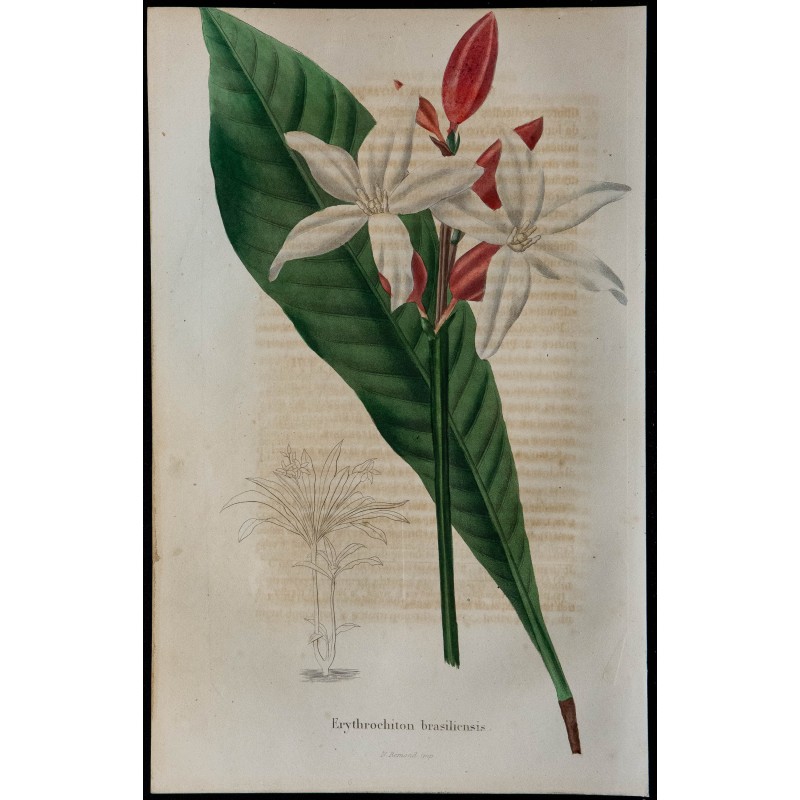 1843 - Erythrochiton 1843 - Erythrochiton