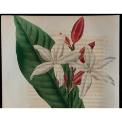 1843 - Erythrochiton 