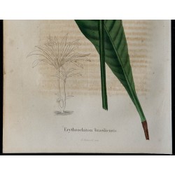 1843 - Erythrochiton 