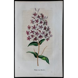 1843 - Phlox van Houttei 