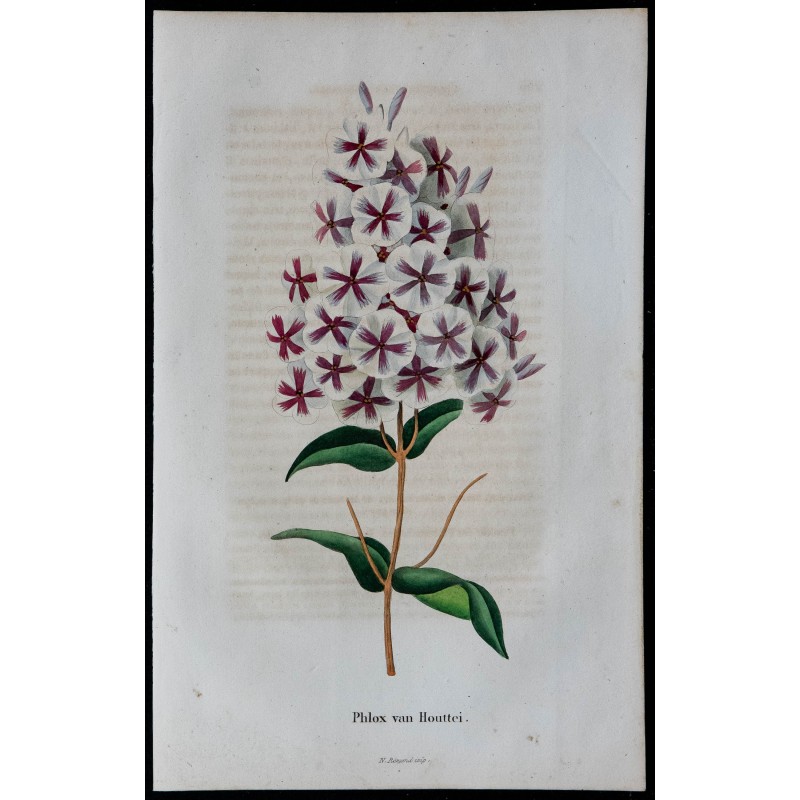 1843 - Phlox van Houttei 