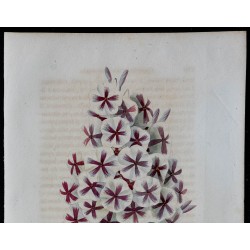 1843 - Phlox van Houttei 