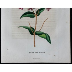 1843 - Phlox van Houttei 