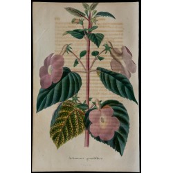 1843 - Achimènes à grandes fleurs 