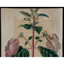 1843 - Achimènes à grandes fleurs 