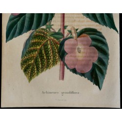 1843 - Achimènes à grandes fleurs 