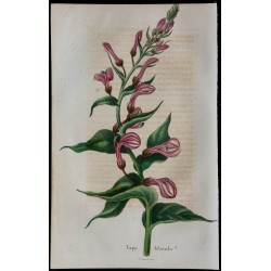 1843 - Tupa blanda 