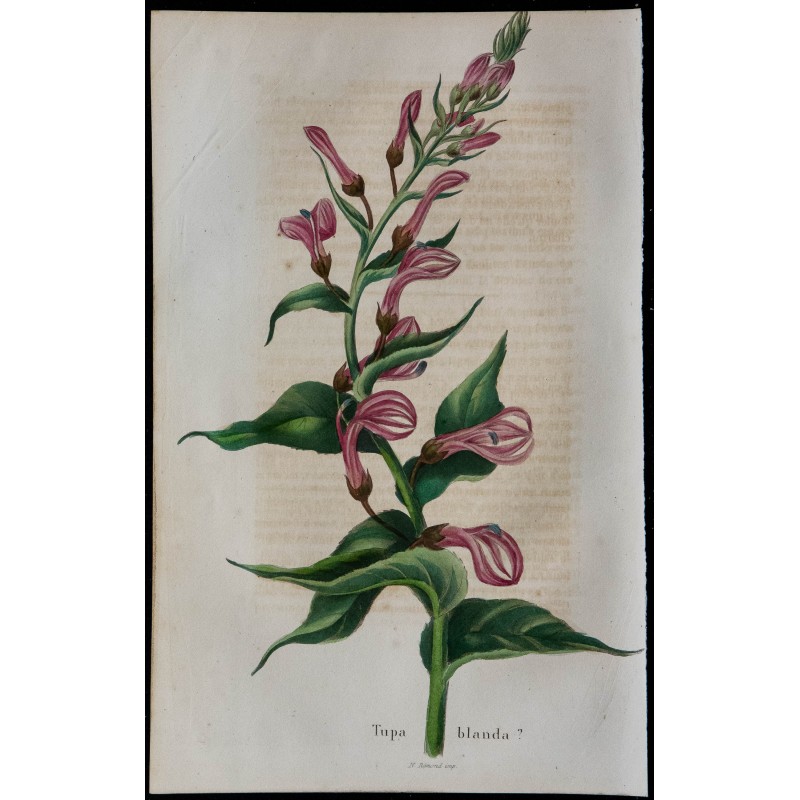 1843 - Tupa blanda 1843 - Tupa blanda
