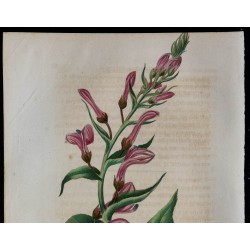 1843 - Tupa blanda 