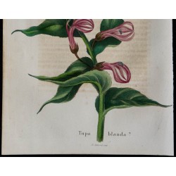 1843 - Tupa blanda 