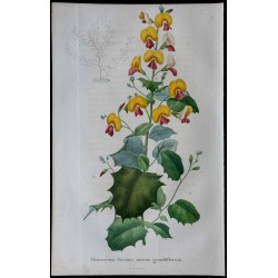 1843 - Chorizema variabile 