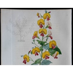 1843 - Chorizema variabile 