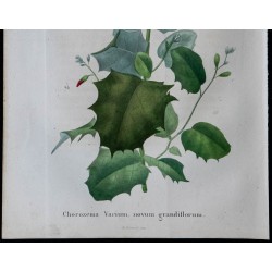 1843 - Chorizema variabile 