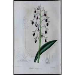 1843 - Orchis longicornis 