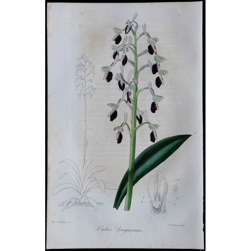 1843 - Orchis longicornis 