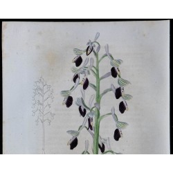 1843 - Orchis longicornis 
