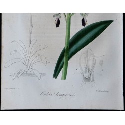 1843 - Orchis longicornis 
