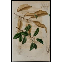1843 - Elaeagnus réfléchi 