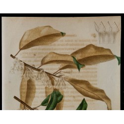 1843 - Elaeagnus réfléchi 