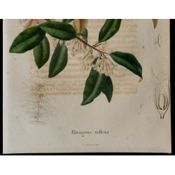 1843 - Elaeagnus réfléchi 