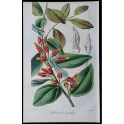 1843 - Cerbera manghas 