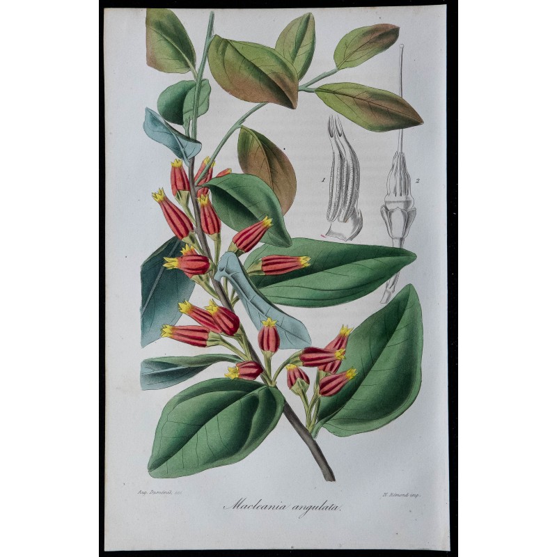 1843 - Cerbera manghas 1843 - Cerbera manghas