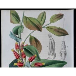 1843 - Cerbera manghas 