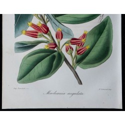 1843 - Cerbera manghas 