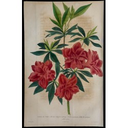 1843 - Azalée de l'Inde 