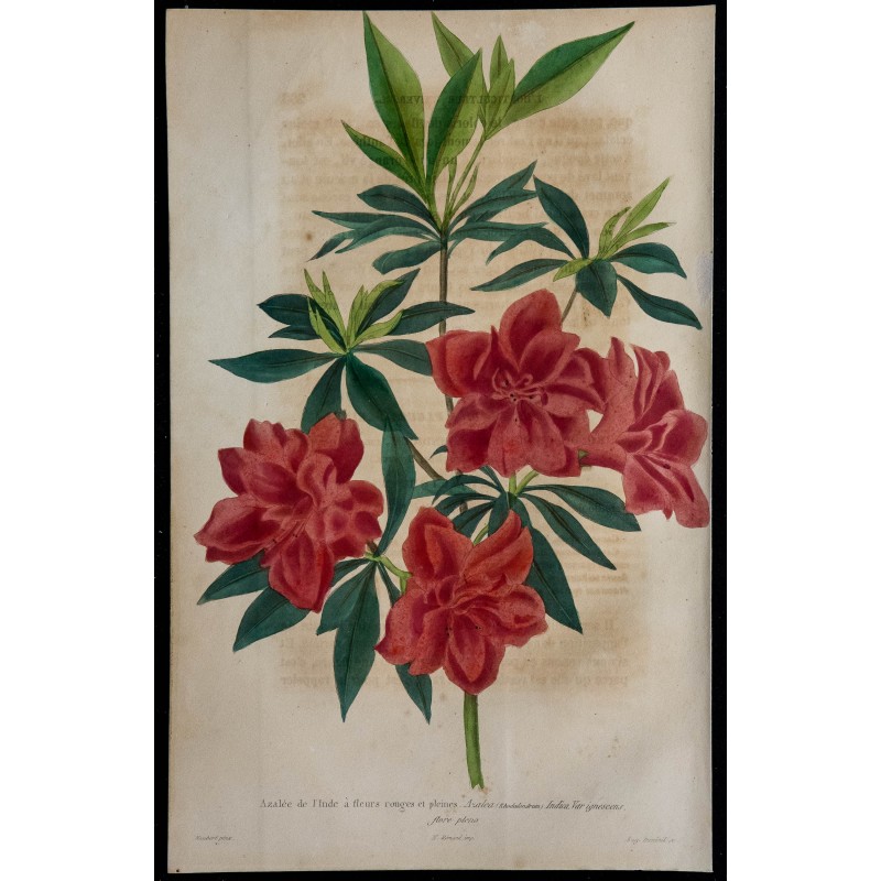1843 - Azalée de l'Inde 