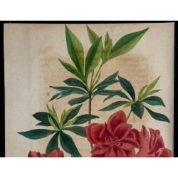 1843 - Azalée de l'Inde 