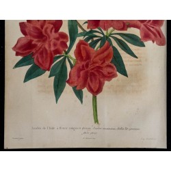 1843 - Azalée de l'Inde 
