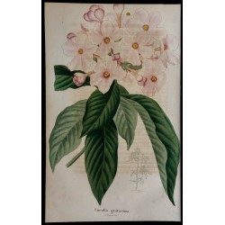 1843 - Luculia gratissima 