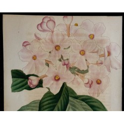 1843 - Luculia gratissima 