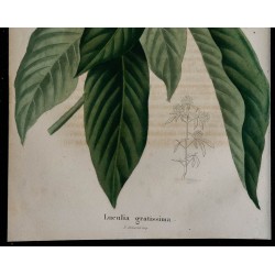 1843 - Luculia gratissima 
