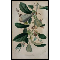 1843 - Figuier 