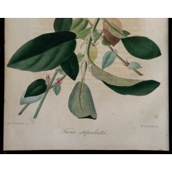 1843 - Figuier 