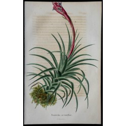1843 - Tillandsia aeranthos 