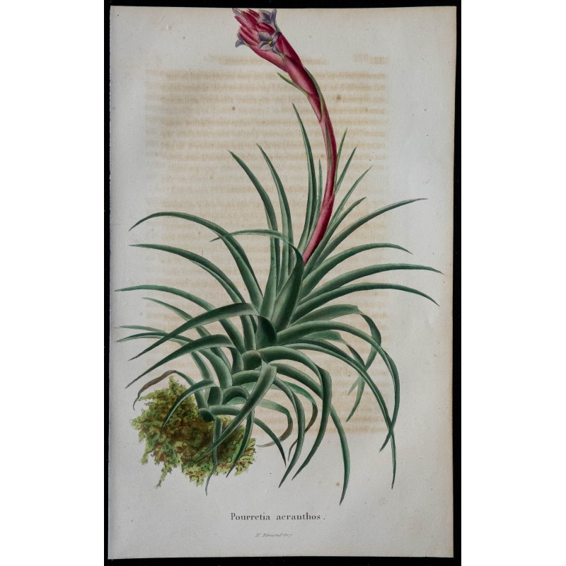 1843 - Tillandsia aeranthos 