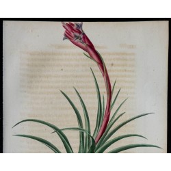 1843 - Tillandsia aeranthos 