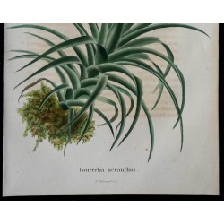 1843 - Tillandsia aeranthos 