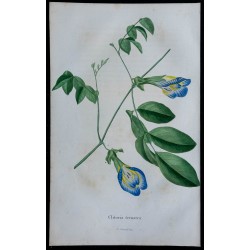 1843 - Pois bleu ou pois papillon 