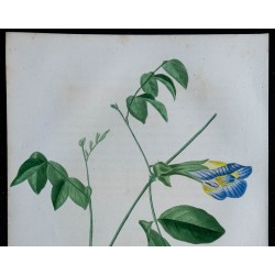 1843 - Pois bleu ou pois papillon 