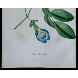 1843 - Pois bleu ou pois papillon 