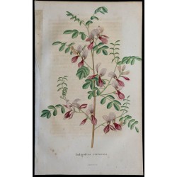 1843 - Indigofera verrucosa 