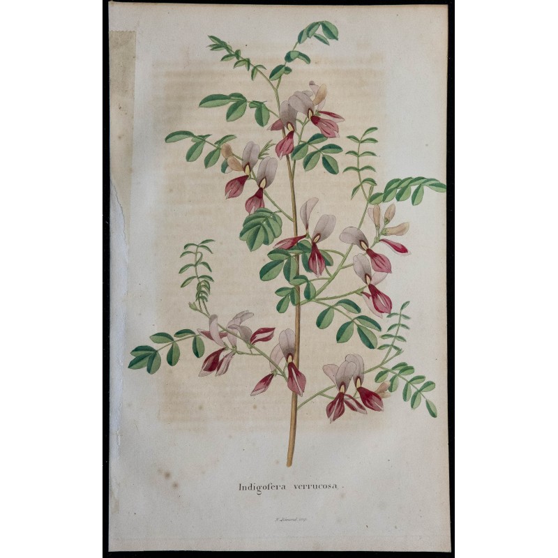 1843 - Indigofera verrucosa 