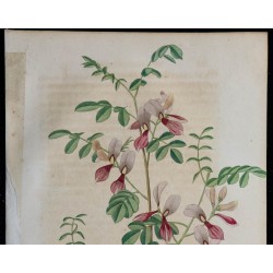 1843 - Indigofera verrucosa 