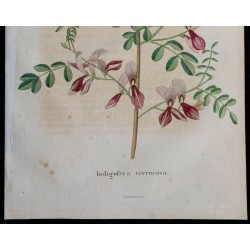 1843 - Indigofera verrucosa 